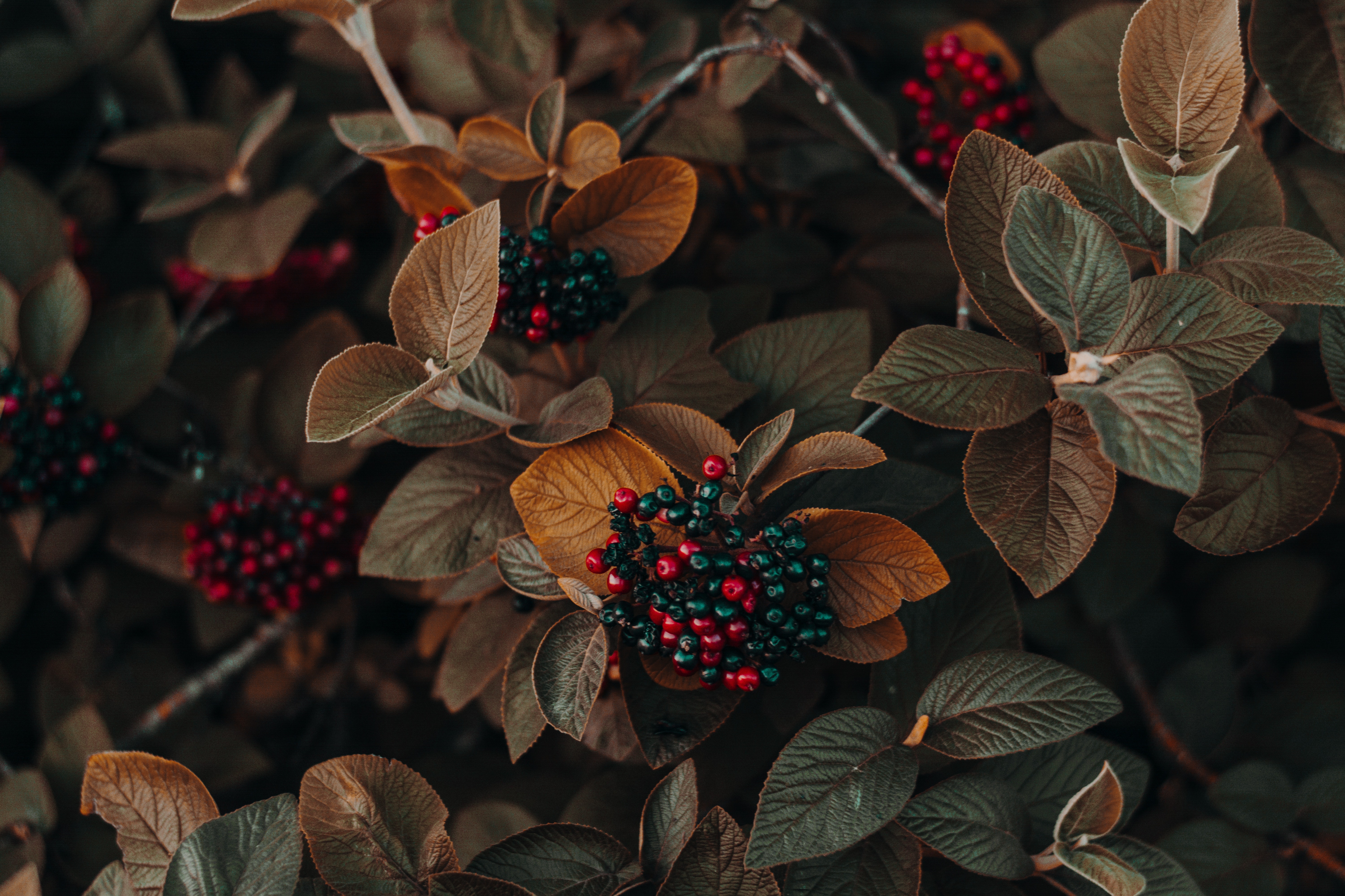 高清鲜花 浆果 植物 自然 桌面壁纸 6000×4000