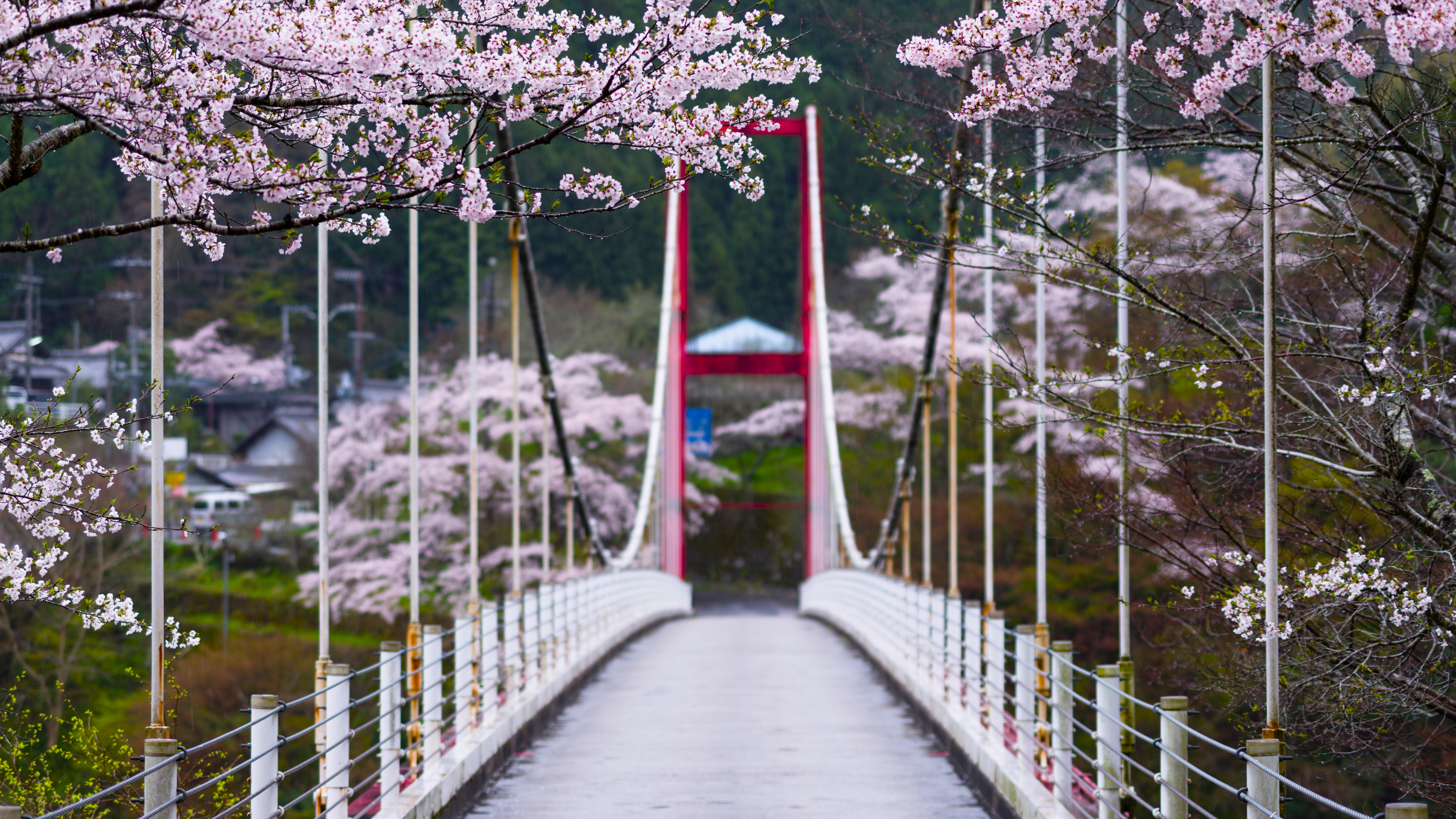 高清自然 树木 桥梁 樱花 雨 索桥 景深 摄影 花卉 壁纸 5120×2880