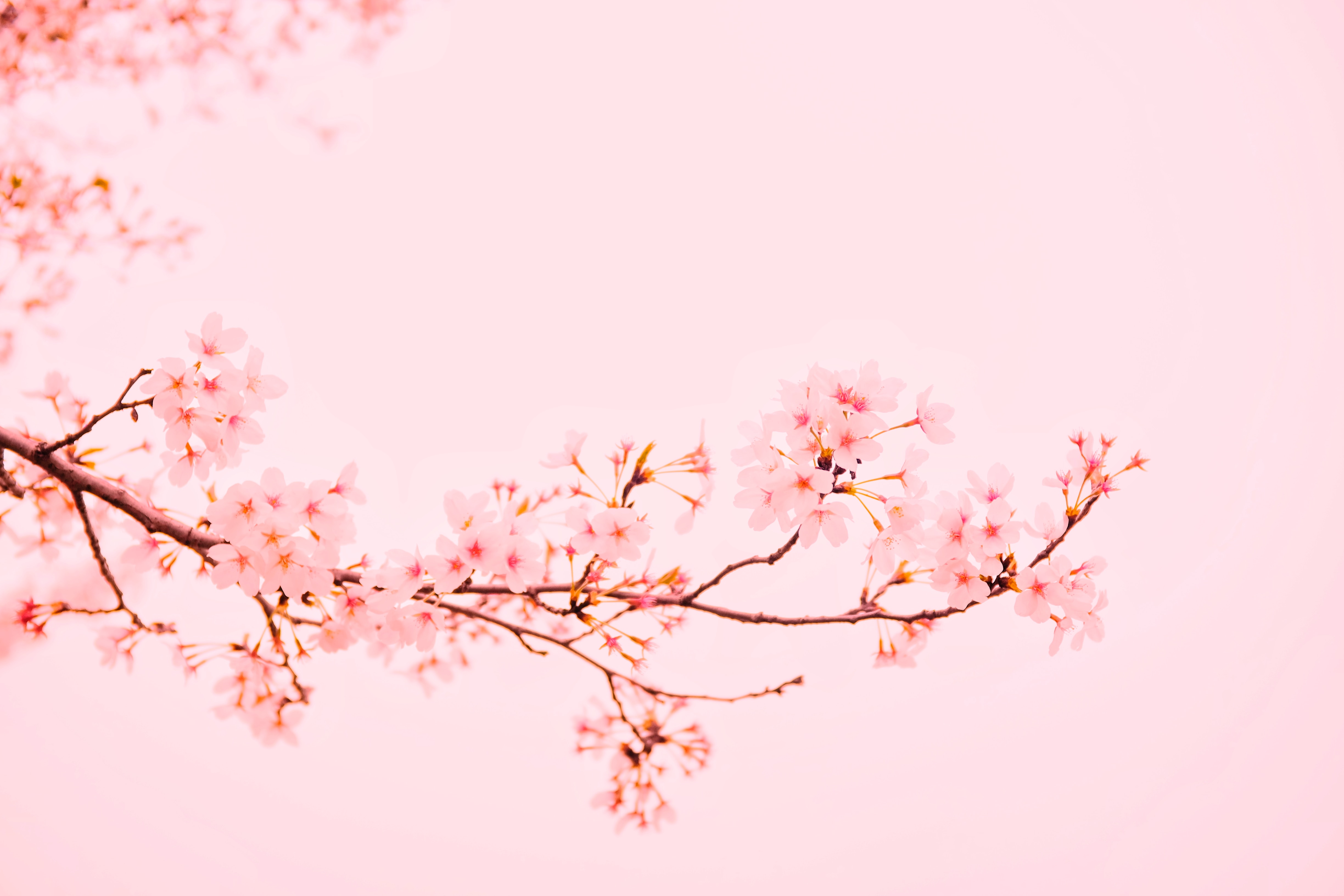 樱花 粉色 背景 树枝 简单背景 明亮 花朵 自然 4K高清壁纸 4896×3264