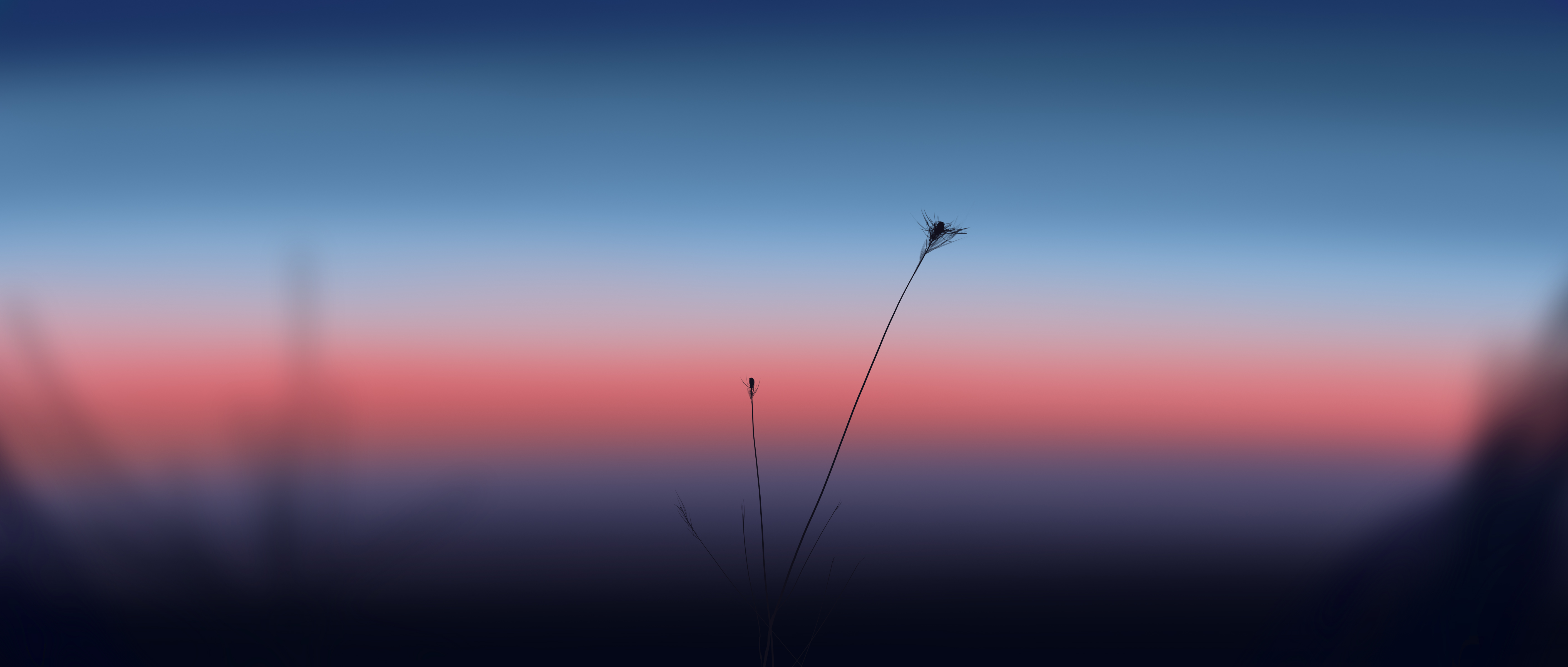 绚丽细腻 超宽 宽屏 插图 植物 模糊 微观 手机壁纸 5640×2400