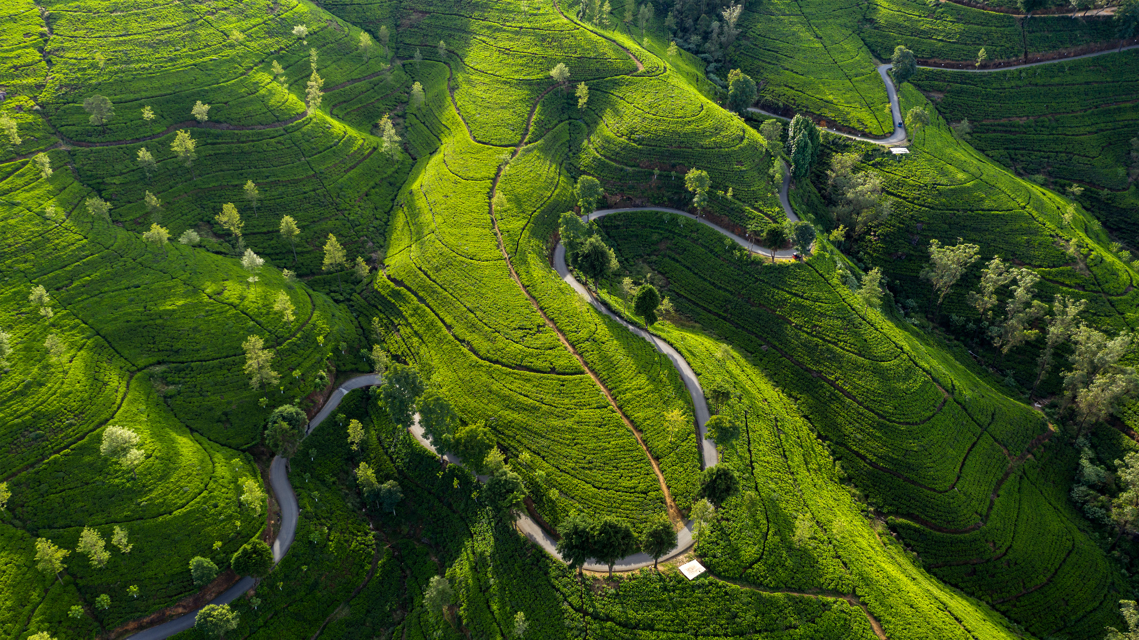 唯美自然 景观 道路 树木 农场 田野 茶树 高清壁纸 3840×2160