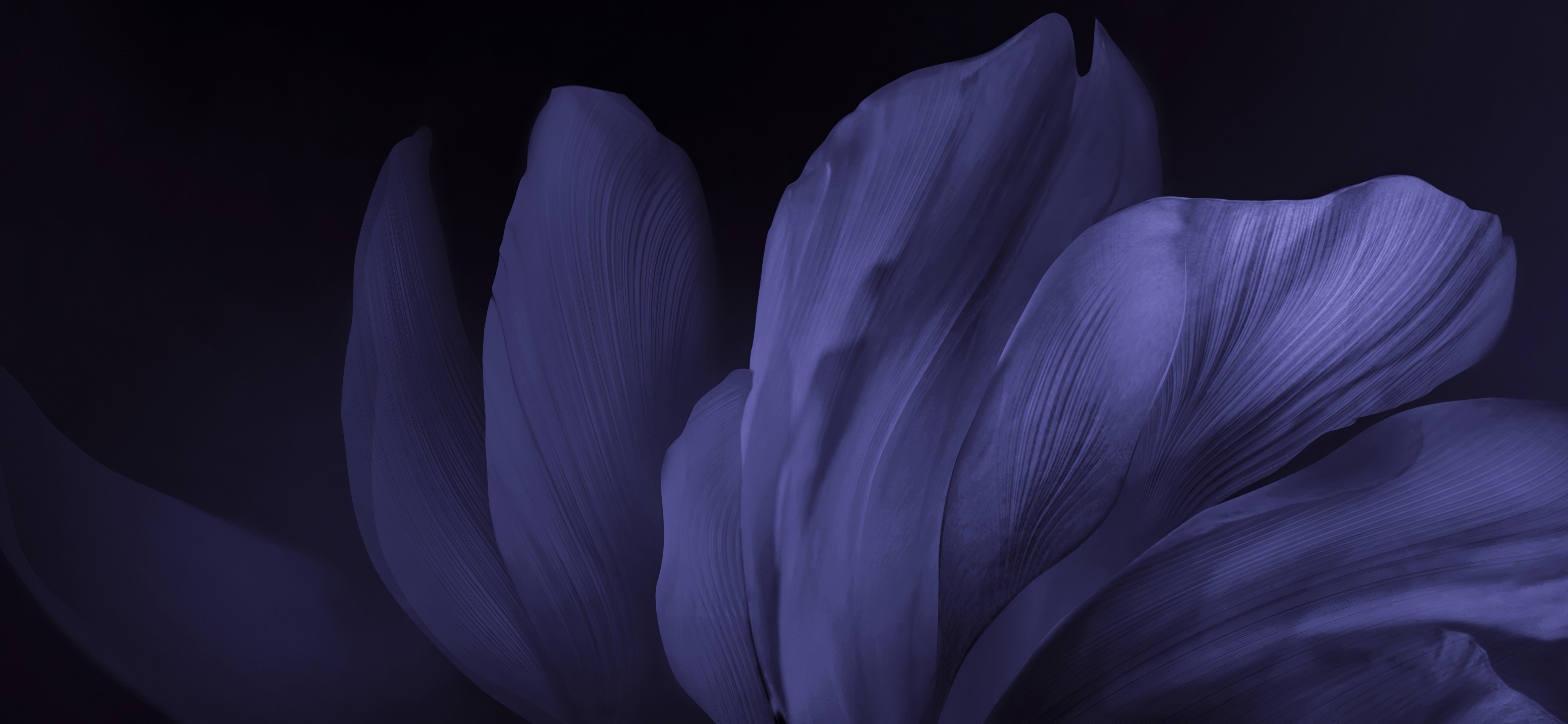 热门紫色花 宽屏 简单背景 花瓣 深色背景 花朵 特写 超宽 自然 高清壁纸 4680×2160