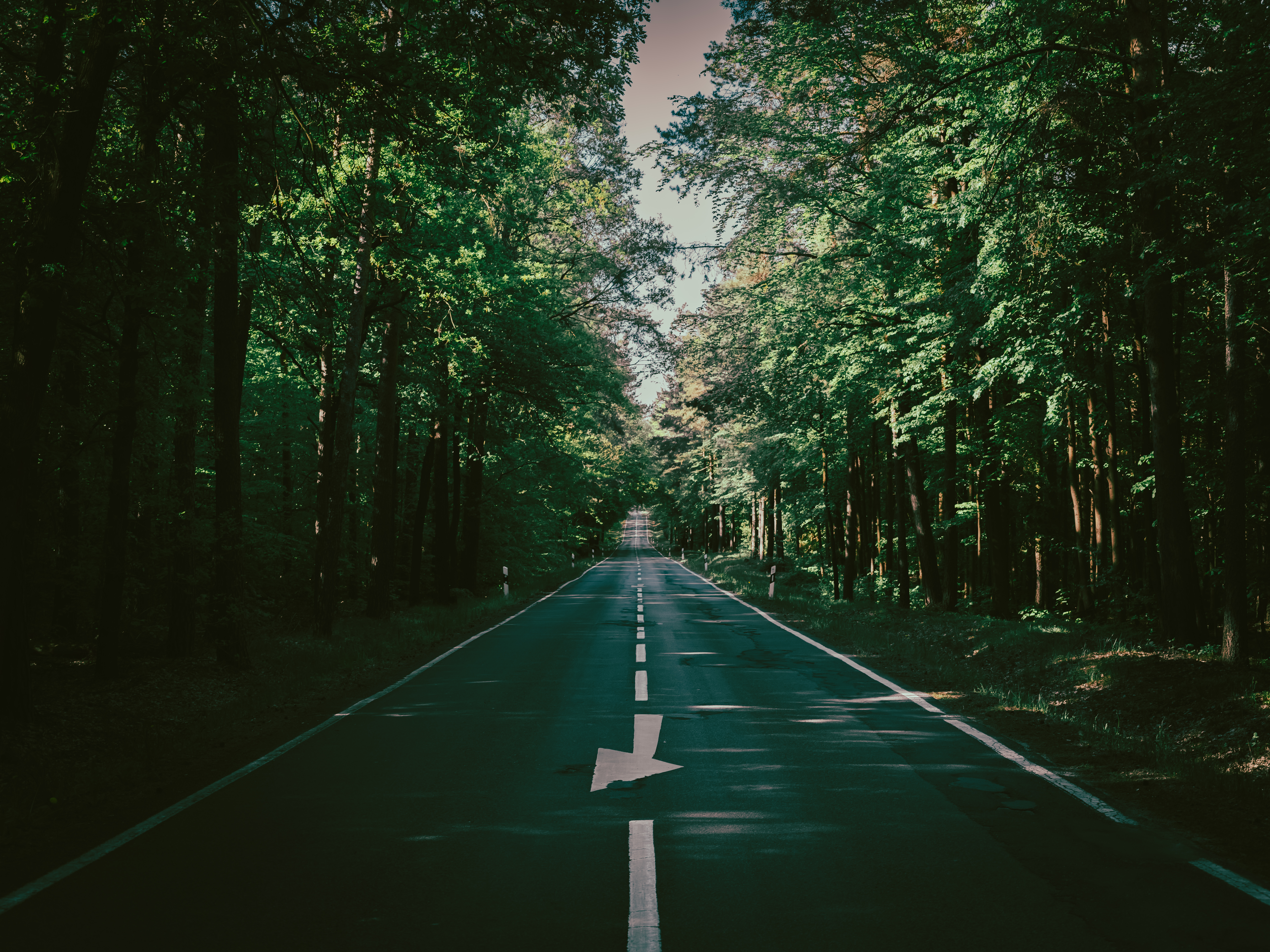 道路 森林 高速公路 户外 自然 风景 日光 树木 路径 复古 摄影 夏天 绿色 丁香 壁纸 8256×6192