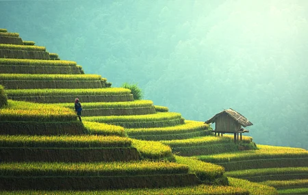 超清农民 自然 风景 稻田 绿色 清新 治愈 电脑 4K壁纸 7360×3949