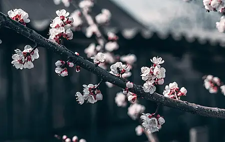 绝美自然 花朵 褪色 樱花 蜜蜂 树枝 电脑 壁纸 5712×3214