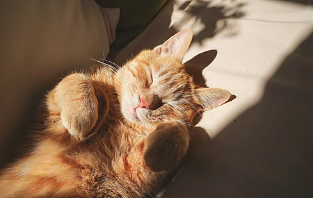 猫 动物 撒娇的猫咪 桌面壁纸 3840×2160