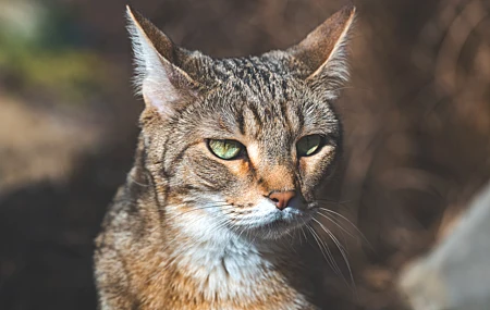 绚丽摄影 动物 野猫 户外 自然 肖像 沙漠 猫科 哺 阳光 手机壁纸 6016×3384