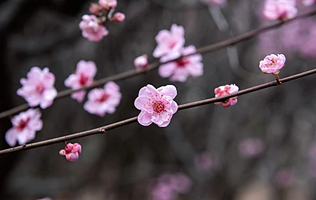 精选梅花 高清 风景微距 桌面壁纸 3840×2160