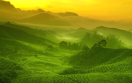绝美茶园 风景 山脉 朝霞 傍晚 金光 森林 无水印壁纸 4000×2657