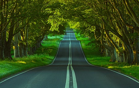 绝美自然 景观 树木 道路 沥青 草 植物 隧道 高清壁纸 5120×2880