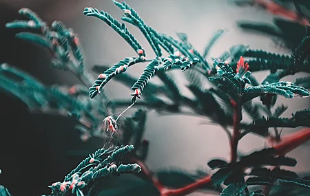 热门微距 植物 自然 景深 松树 高清壁纸 5160×2160