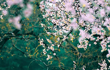 超清自然 风景 花卉 景深 壁纸 3840×2160