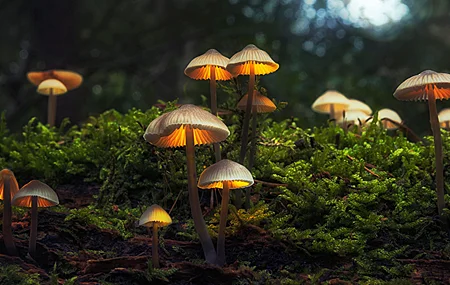 热门蘑菇 自然 森林 苔藓 模糊 高清壁纸 3840×2160