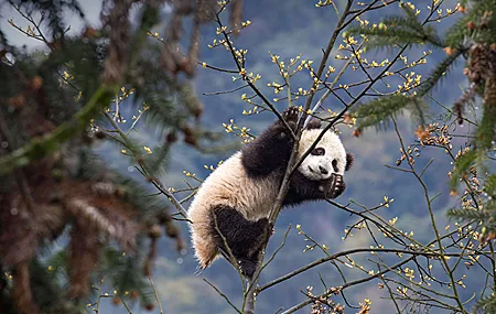 熊猫 树 自然 动物 分支 简单背景 极简主义 4K高清壁纸 3840×2160
