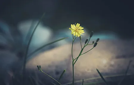 热门植物 花卉 黄色花卉 大自然 高清壁纸 6240×4160