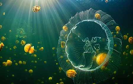 水母 水下 动物 海洋 生物 电脑 壁纸 3840×2160