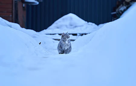 热门猫 冬天 寒冷 雪 动物 猫科 电脑 高清壁纸 5691×3201