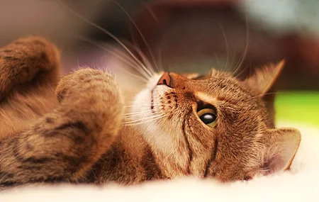 热门猫 动物 特写 可爱 治愈 电脑 手机壁纸 3840×2400
