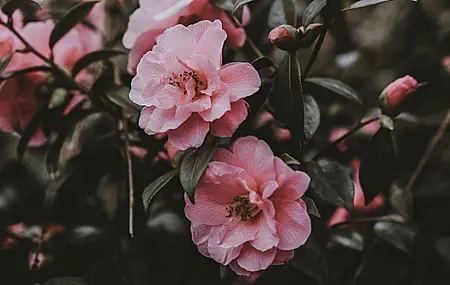 花卉 花瓣 大自然 树木 春天 淡粉色 樱花 电脑 4K高清壁纸 3840×2162