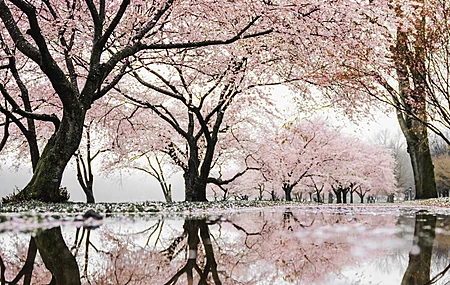 热门樱花 倒影 树 花 水 自然 春天 电脑 高清壁纸 3984×2241