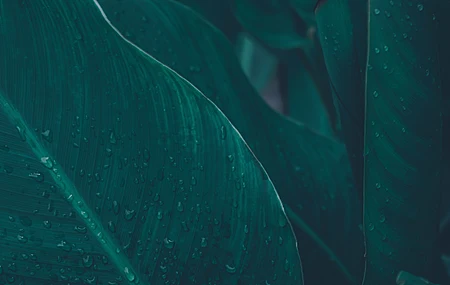 经典树叶 水滴 水 雨 绿色 植物 清新 治愈 护眼 电脑 桌面壁纸 4672×3104