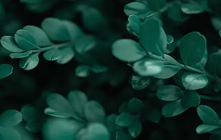 摄影 植物 树叶 绿色 护眼 清新 治愈 灌木 电脑 4K壁纸 5999×2571