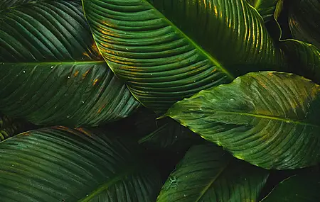 自然 树叶 绿色 植物 清新 护眼 电脑 桌面壁纸 4836×3224