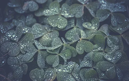 精选三叶草 水滴 植物 绿色 治愈 清新 护眼 电脑 手机壁纸 4928×3264