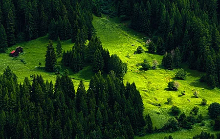 自然 风景 树木 松树 小山 森林 小屋 草 绿色 护眼 电脑 4K高清壁纸 4350×2500