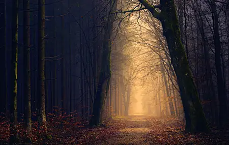 自然 风景 森林 秋天 树木 阳光 阴影 壁纸 6000×4000