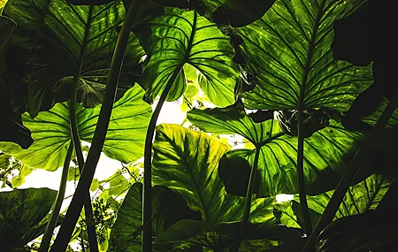 植物 绿色 自然 虫眼 4K高清壁纸 3968×2232