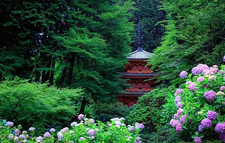 亚洲建筑 树木 森林 植物 花 叶 绣球 壁纸 3840×2423