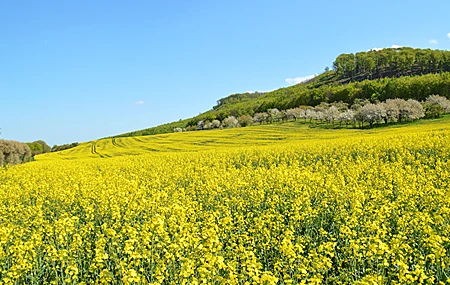 精选自然 田野 花 天空 春天 油菜花 壁纸 3840×2160