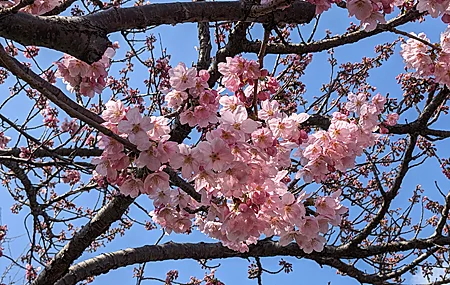 自然 粉色 花卉 植物 树枝 樱花 摄影 手机壁纸 4032×3024