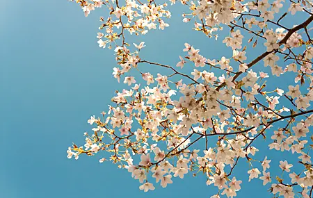 经典树木 樱花 植物 桌面壁纸 4272×2848