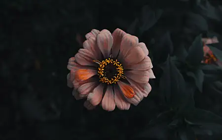 超清自然 花卉 橙色 壁纸 5385×3490