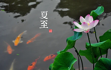 植物 叶子 鱼 汉字 壁纸 4068×2701