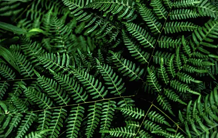 植物 蕨类 绿色 叶 4K高清壁纸 5568×3712