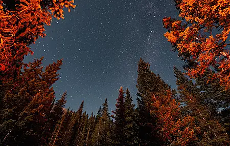 自然 树木 森林 风景 繁星 星夜 壁纸 3936×2624
