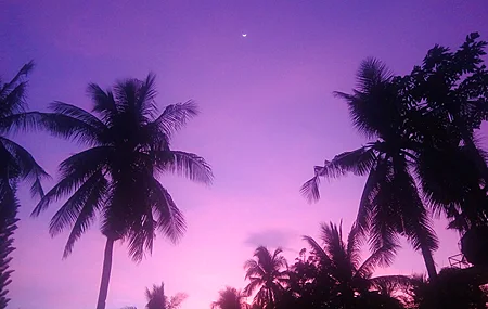 彩色 紫色背景 紫色 棕榈树 阴影 太阳光 新月 壁纸 4096×2304
