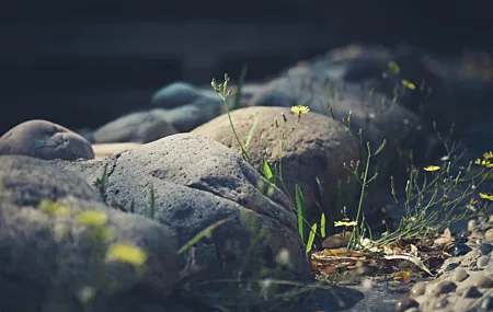 植物 岩石 鲜花 黄花 大自然 户外 壁纸 6240×4160
