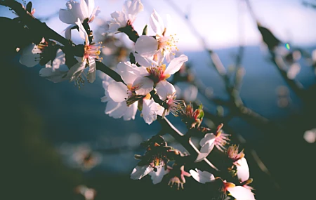 春天 树木 花朵 自然 特写 盛开 壁纸 6000×4000