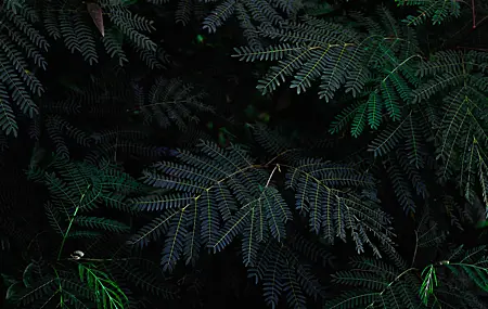 精选自然 植物 分支 摄影 无水印壁纸 5184×3456