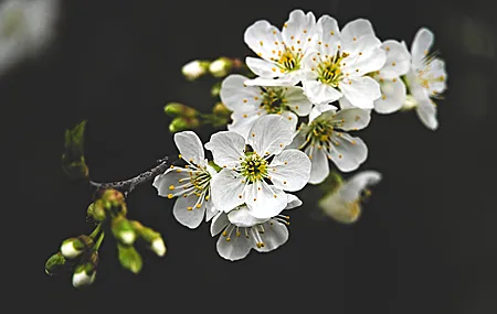 超清鲜花 梅花 自然 摄影 景深 壁纸 4096×2734