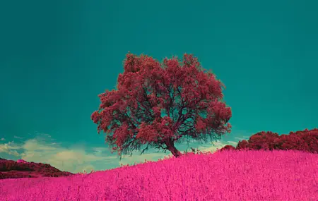 植物 自然 红外 壁纸 8192×4355