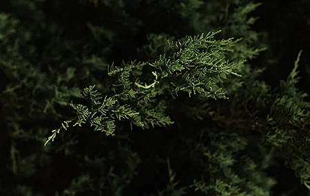 自然 宏观 森林 柏树 高清壁纸 3840×2160