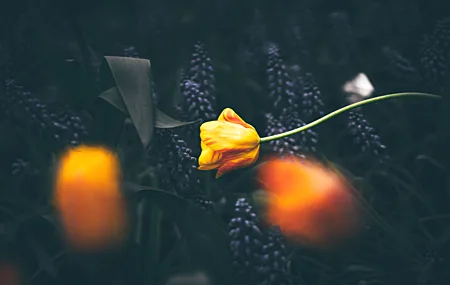 热门自然 花卉 植物 宏 桌面壁纸 6711×4450