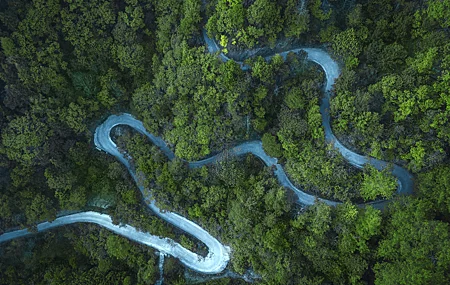 高清绿色 树木 道路 壁纸 4500×2997