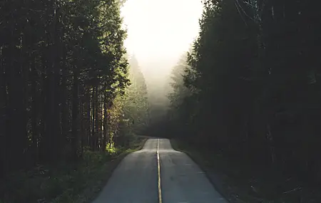 道路 沥青 树木 公路 森林公路 雾 壁纸 5120×2880