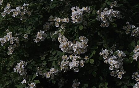 绿色 鲜花 植物 4K壁纸 5456×3064